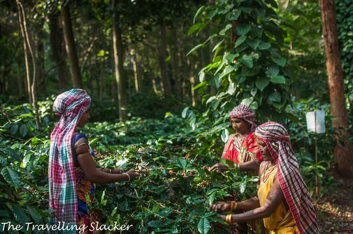 Travellingslack's tweet photo. Yes... #Odisha has #coffee gardens too. #Koraputcoffee #Koraput #IncredibleIndia https://t.co/KafZ8PwLst https://t.co/qRxAtRnDhs