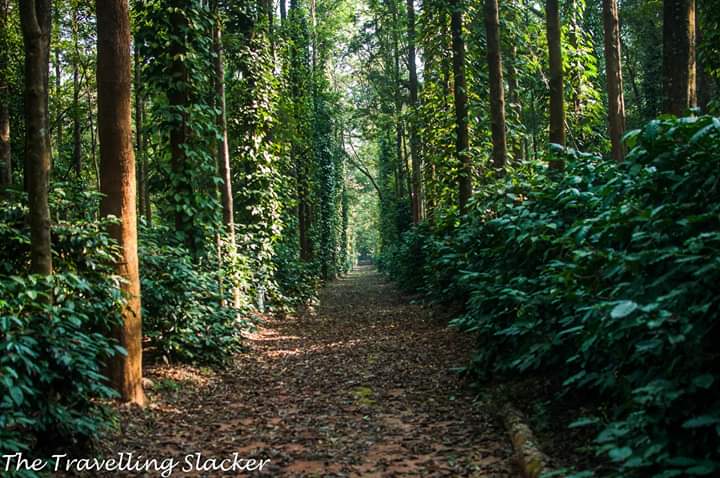 Travellingslack's tweet photo. Yes... #Odisha has #coffee gardens too. #Koraputcoffee #Koraput #IncredibleIndia https://t.co/KafZ8PwLst https://t.co/qRxAtRnDhs