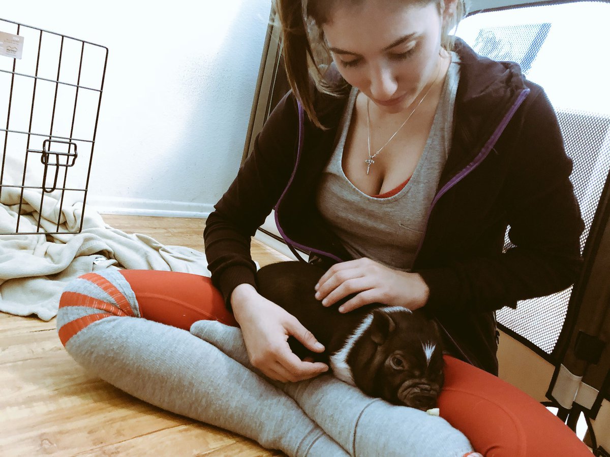 Davinas_world's tweet image. Miss the days when Tyson was a piglet and I could actually pick him up lol #minipig #minipiglife #piglet #minipigs #pigs