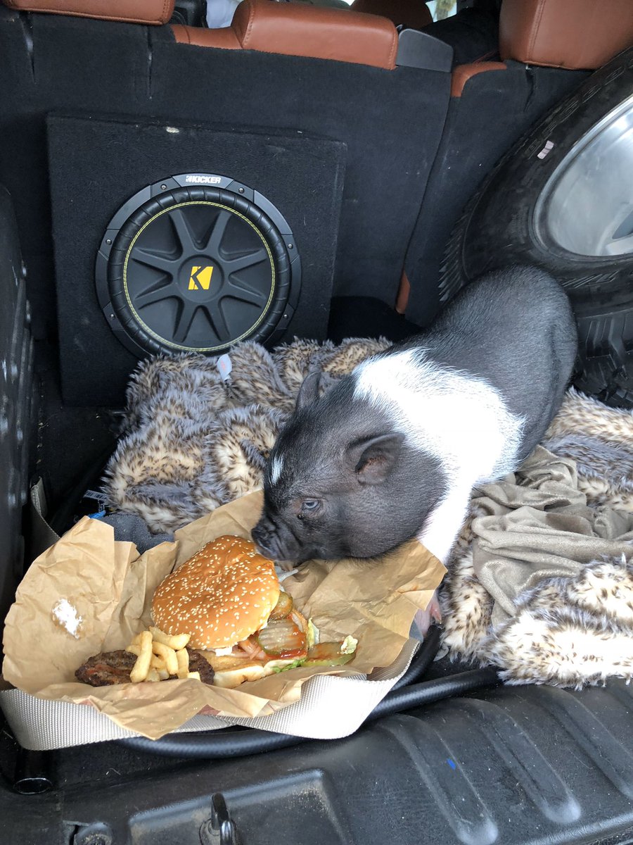 Davinas_world's tweet image. Miss the days when Tyson was a piglet and I could actually pick him up lol #minipig #minipiglife #piglet #minipigs #pigs
