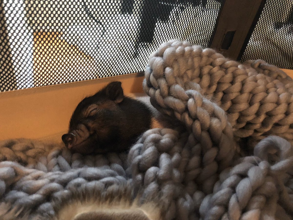 Davinas_world's tweet image. Miss the days when Tyson was a piglet and I could actually pick him up lol #minipig #minipiglife #piglet #minipigs #pigs