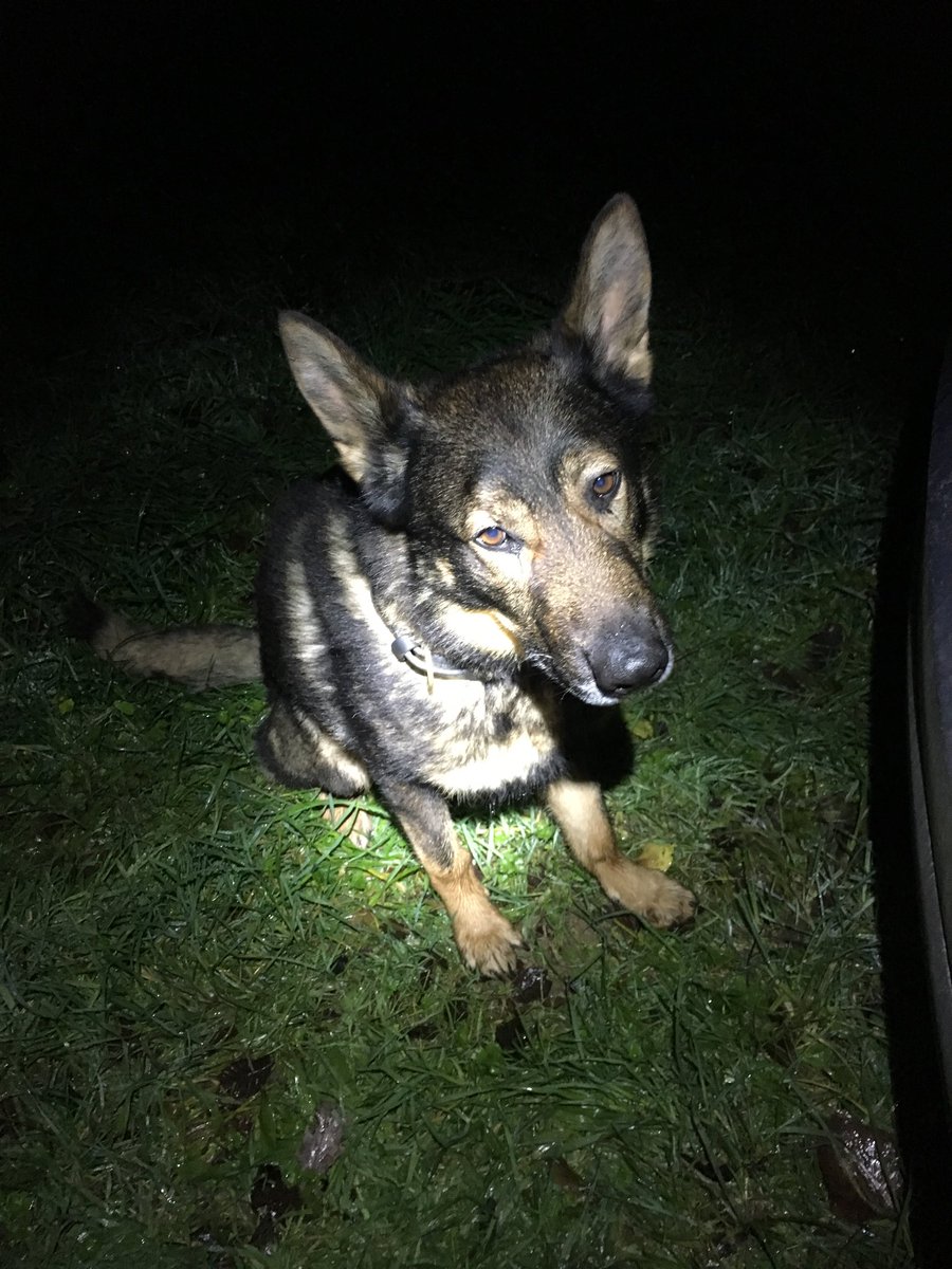 Morning all. Sad day today Pd Turbo’s last training day before he retires in just over 2 weeks time. He has always loved his training days and Harry and I going to make sure his last one is as good if not better than all the others 🐾