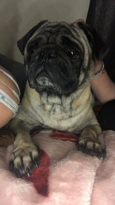 Hi guys I found this baby roaming around Bullis in Lynwood we need to find his homemade PLEASE RT https://t