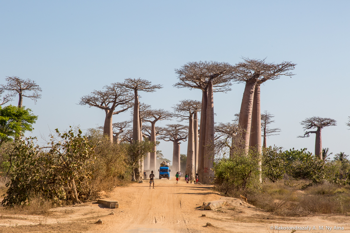 alt_madagascar's tweet photo. "Baobab &amp; Lemurs"

This is the world-famous Baobab Avenue, the most photographed site throughout Madagascar.
The baobab tree is so intriguing, its branches look like roots, it have an amazing look as if it was planted upside down.
#Morondava #Baobab #BaobabAlley #Madagascar https://t.co/NBy5HQukde