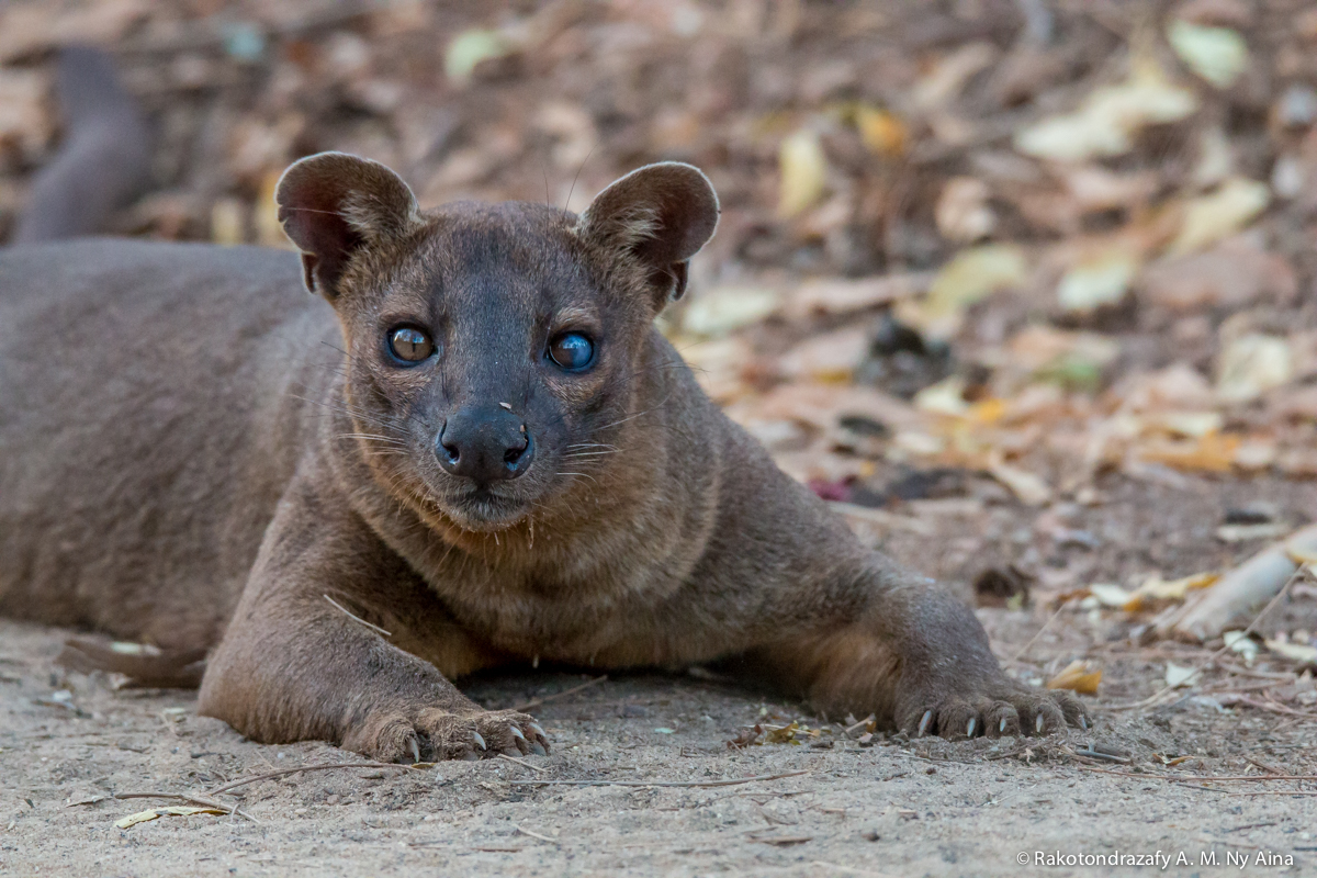 alt_madagascar's tweet photo. Kirindy forest, home to the Fosa, the largest carnivore in Madagascar, and to many others species of animals like sifaka lemurs and coua birds.
The fosa is sometimes compared to a little puma.

#Kirindyforest #fosa #morondava #wildlifephotography #Madagascar https://t.co/leRPrBeNju