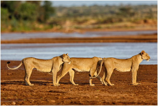 TheBigGameTours's tweet photo. Marching in a disciplined way.

#wildlifetour #animalovers #animale #tanzania #tanzanian #safarilive #familysafari #animals #destinations #africa #safari #naturephotography #naturelovers #adventure #wildlife #wildlife_shots #wildgeography #wildlifeperfection #worldtravel https://t.co/E5Or9rhdSI