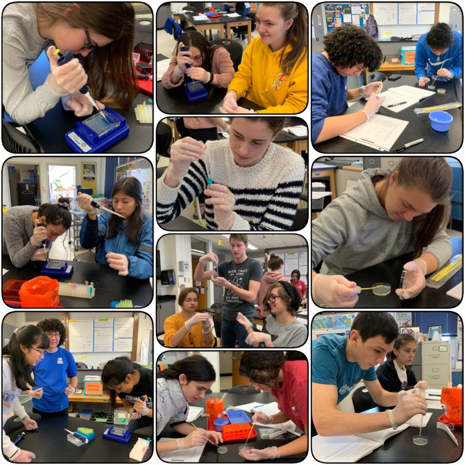 LHS_Chou's tweet photo. Last week was biotech lab week in #apbiology! I’m also getting ready to teach a brand new semester-long class in #biotechnology at Longmont High starting in Jan! #excited #biotechiscool #transformationlab #gelectrophoresislab #StVrainStorm @LHSTrojanWay https://t.co/DDibHeCugJ