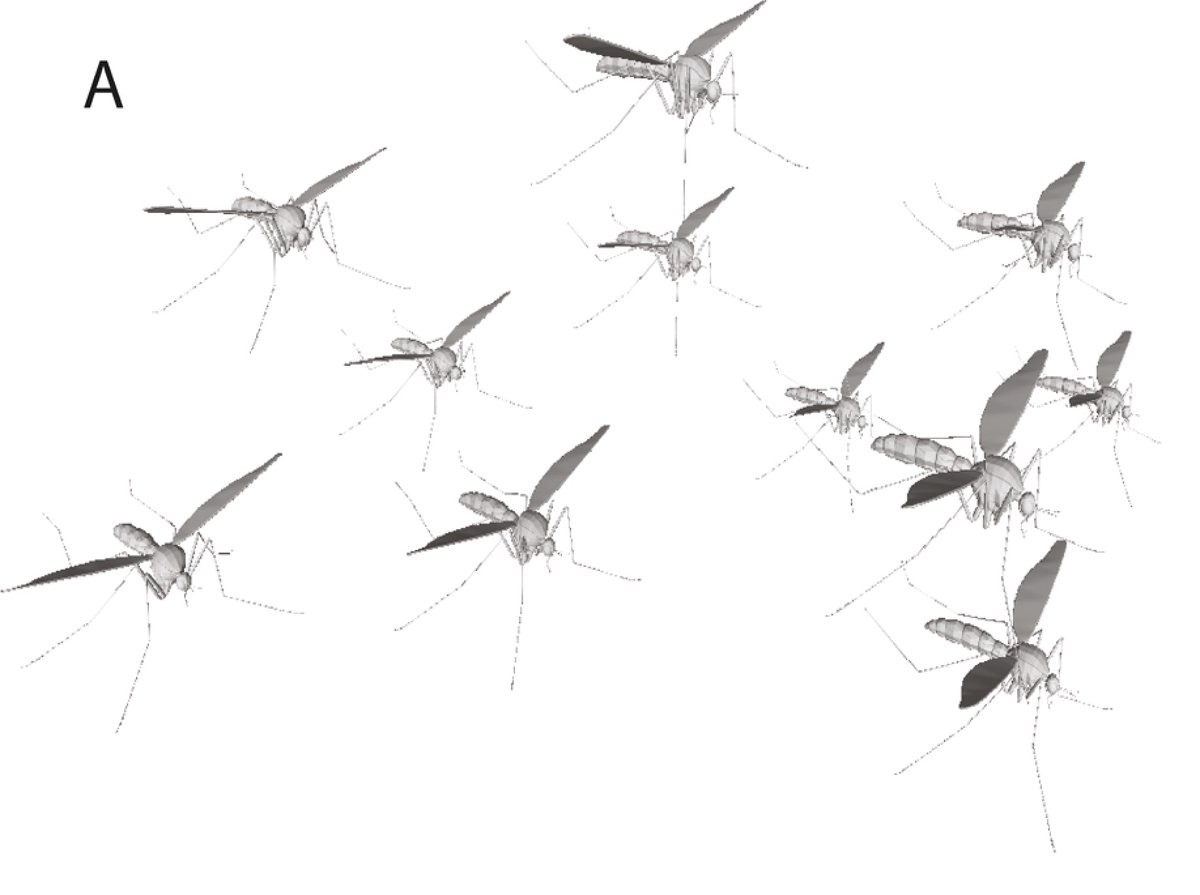 GIRCOR's tweet photo. The benefits of #insect-swarm🦟🦟🦟🦟 hunting to #echolocating #bats🦇, and its influence on the evolution of bat echolocation signals 🤔 https://t.co/sH14bg6X2e https://t.co/819todg7fx