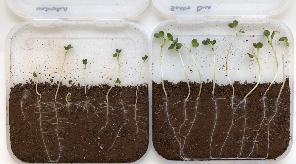 robertssean's tweet photo. Great news for Australian canola growers #saltroduo seed treatment is now registered for the control of seedling blackleg, pythium and rhizoctonia root rot and available for 2020 season @SyngentaANZ Photo of pythium damping off control untreated vs Saltro Duo https://t.co/s7sQJyMM9U