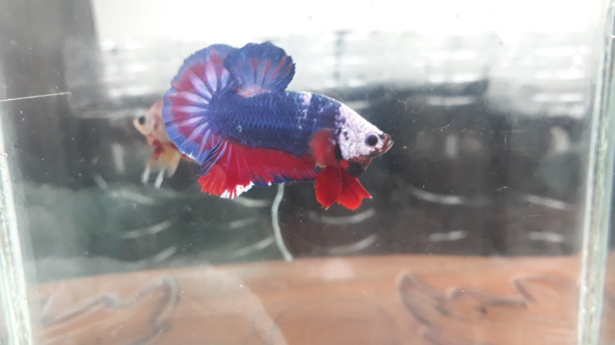 sare_sp's tweet photo. PK FANCY PINK
Local Pride 🇮🇩
Want to Ask? DM or WA 087774747790 😁
#betta #bettaindonesia #bettathailand #bettafish #cupang #cupanghias #ikanhias #yellowfancy #bettalover #bettafancy #bettayellow #yellowgalaxy #viral #cupangmurah  #candy #nemocandy #cupangnemo #cupangcandy #viral https://t.co/TUdcPkj6ge