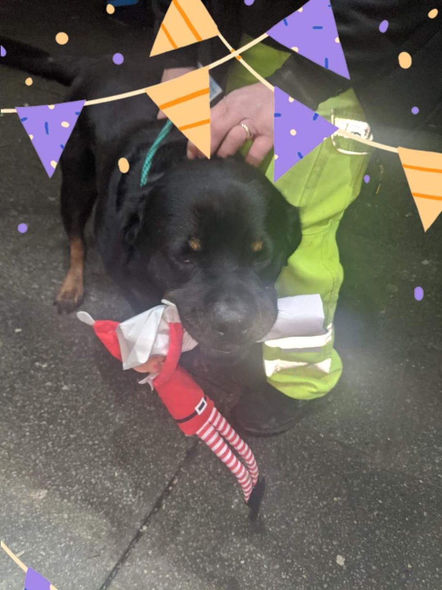 We thought it was quiet....... Even Buster's family have had enough of Chippie's michief..... Not only was he keeping them awake but also pinching Buster's sausage. I think Chippie is back at Rowlies now 🙄😂