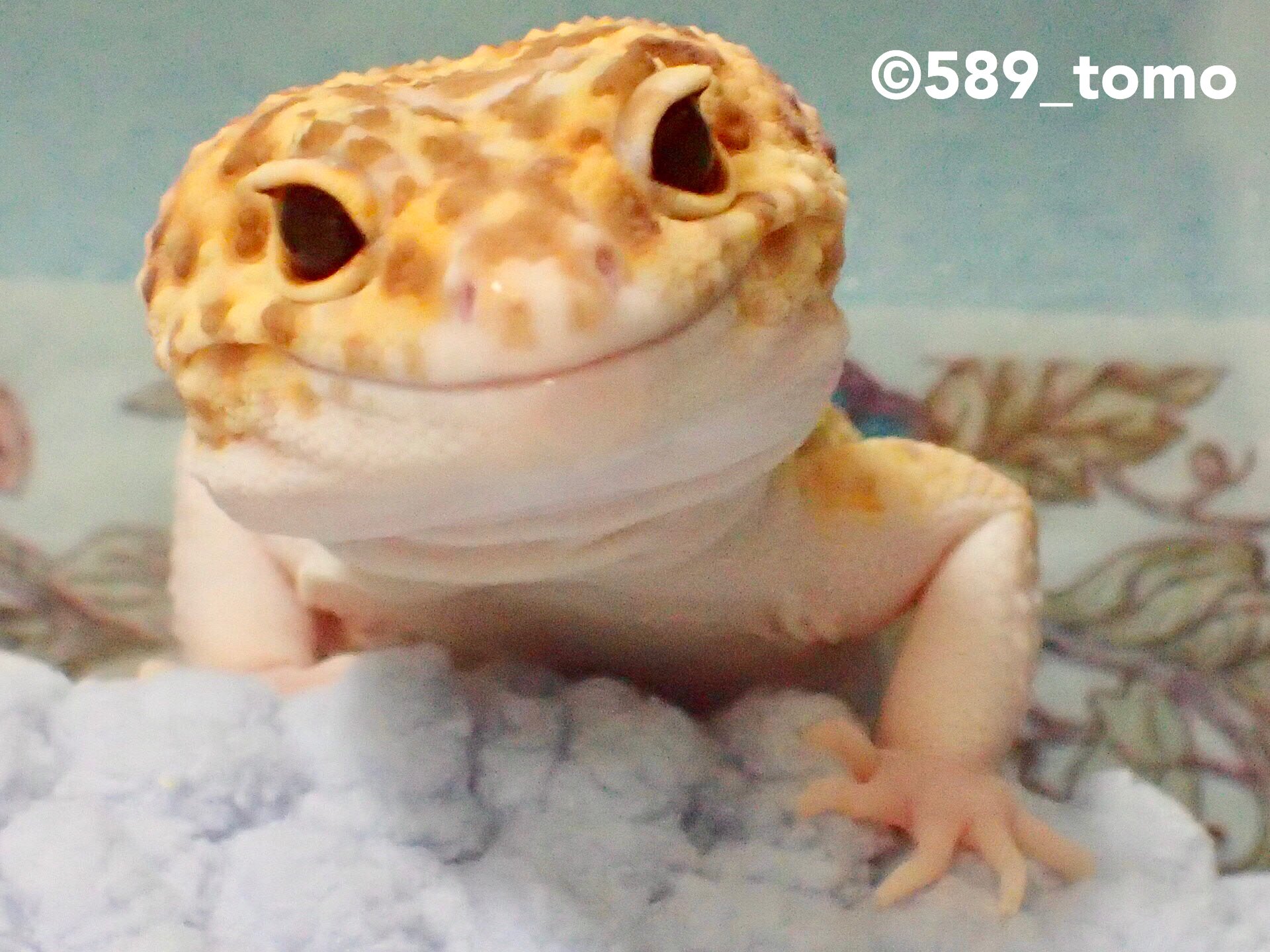 Kohaku むちむちおててとにっこり笑顔がたまりません Leopardgecko ヒョウモントカゲモドキ レオパードゲッコー 爬虫類 かわいい いやし T Co 8rbenfptt6 Twitter