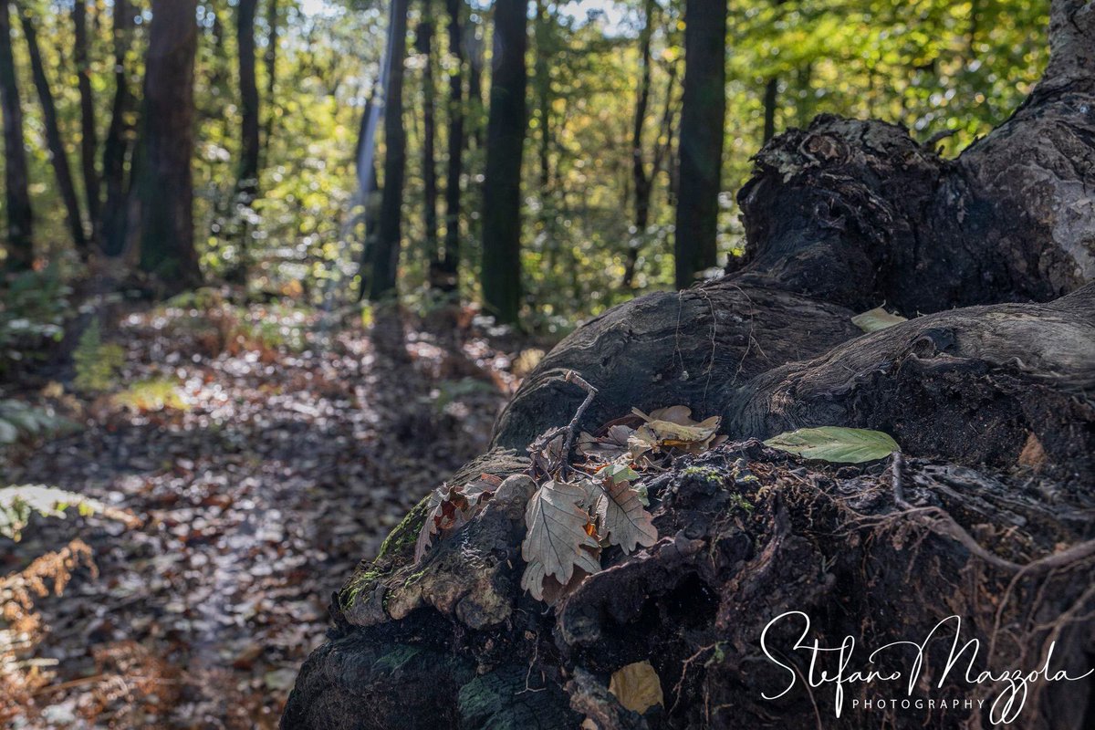 stmaefzz's tweet photo. E con questo invio di fotografie si conclude un anno lavorativo presso @GiustiWine, vi ringrazio per avermi fatto scoprire il Montello, il vostro meraviglioso territorio, scoprendone i dettagli, le luci, le sensazioni,  toccando con mano la diversità che ogni stagione sa offrire. https://t.co/a7d9z7xy2m