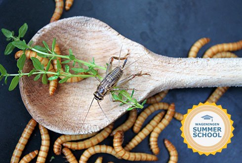 MoreRadius's tweet photo. "Insects as Food and Feed, from producing to consuming" Summer school @WUR, 22-26 june 2020
More details and registration: https://t.co/kpLewTChz4
#insects #novelfood #sustainableproteins #sustainability https://t.co/nUPV3raU95