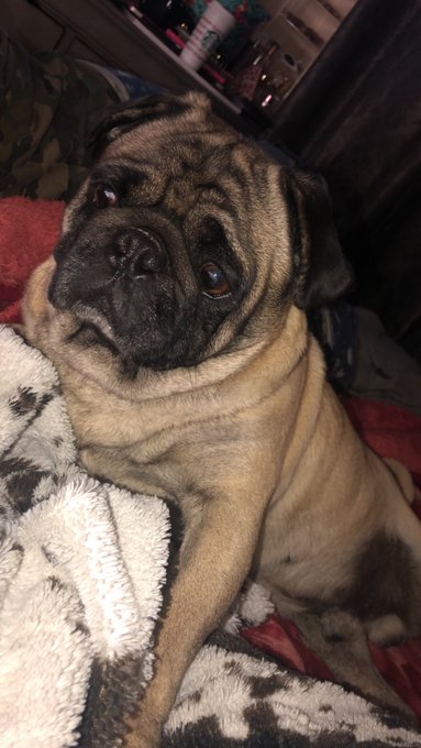He’s so cute I hope we can find his home soon ?? https://t.co/SIll8wE6lY