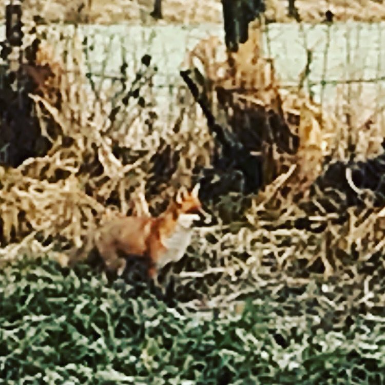 The River Don tweet media