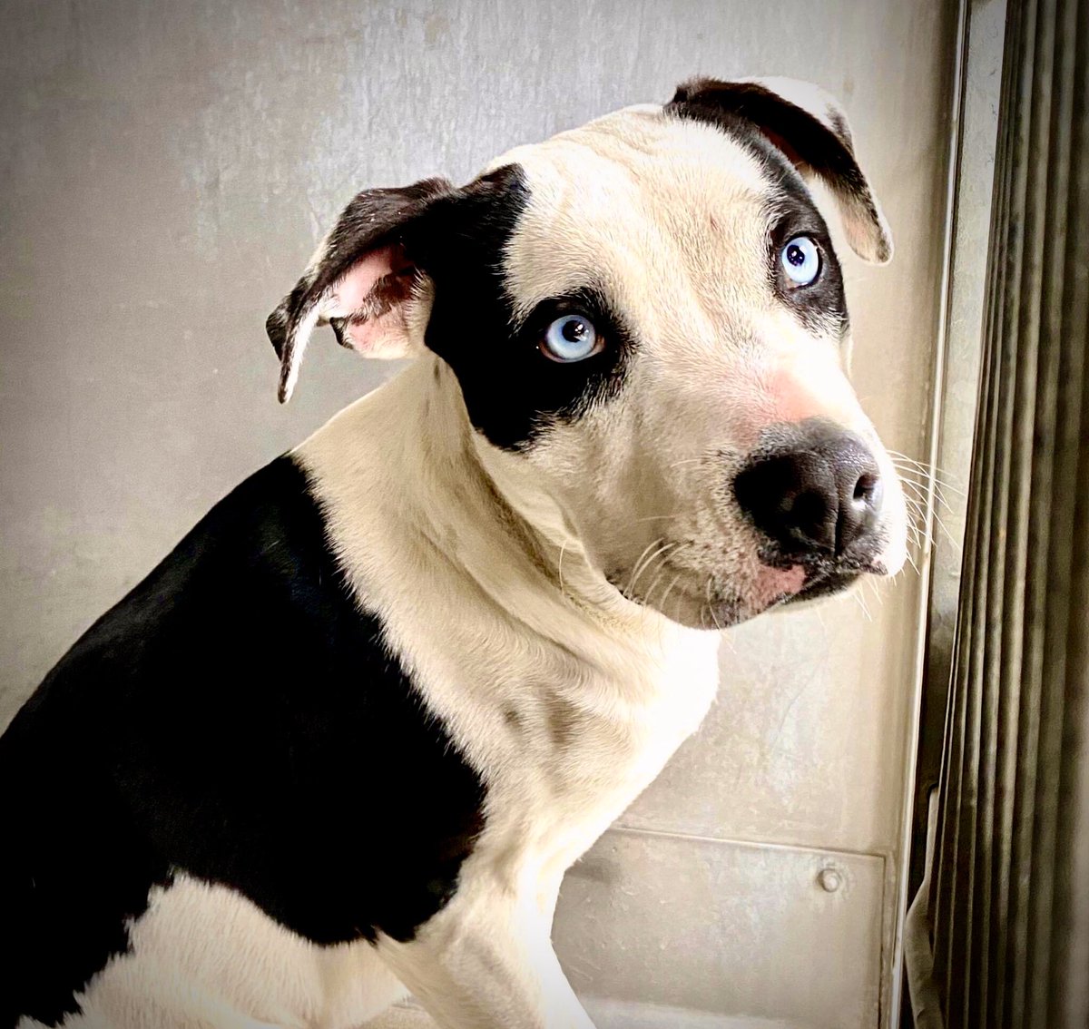 pupaid's tweet photo. Remember rescue pets this forthcoming festive period. Please consider donating food, toys &amp; bedding to your local shelter &amp; maybe plan to rehome or foster a new best friend too :) #adopt #rescue #foster #LucysLaw #VictoriasLaw https://t.co/3stHdueKI7