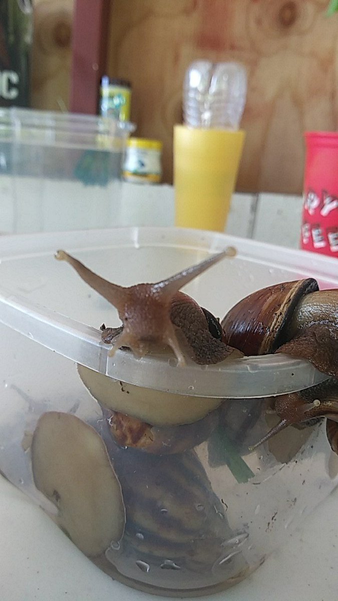 af_mylessapoo's tweet image. Shyler and Speech wanted to be the models while their (Spot and Turbo) brothers and (Lindsy and Sqeakers) sisters were all struggling to get up😊 earlier tonight they gained a new sis named Winter (dont have any pics yet)