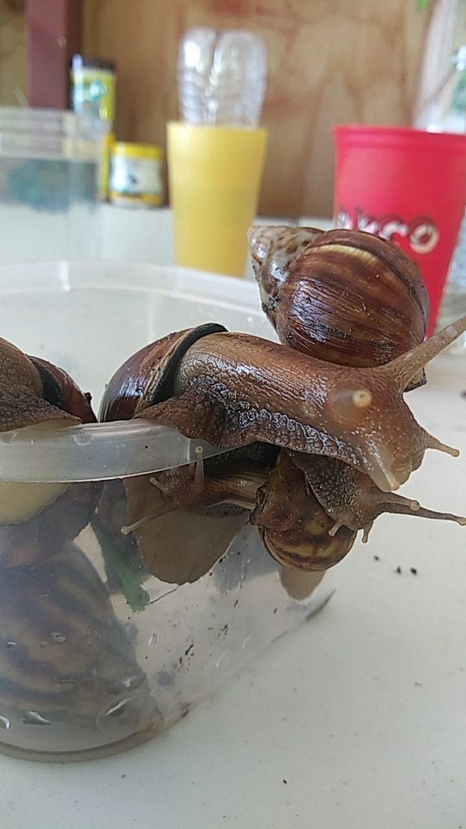 af_mylessapoo's tweet image. Shyler and Speech wanted to be the models while their (Spot and Turbo) brothers and (Lindsy and Sqeakers) sisters were all struggling to get up😊 earlier tonight they gained a new sis named Winter (dont have any pics yet)