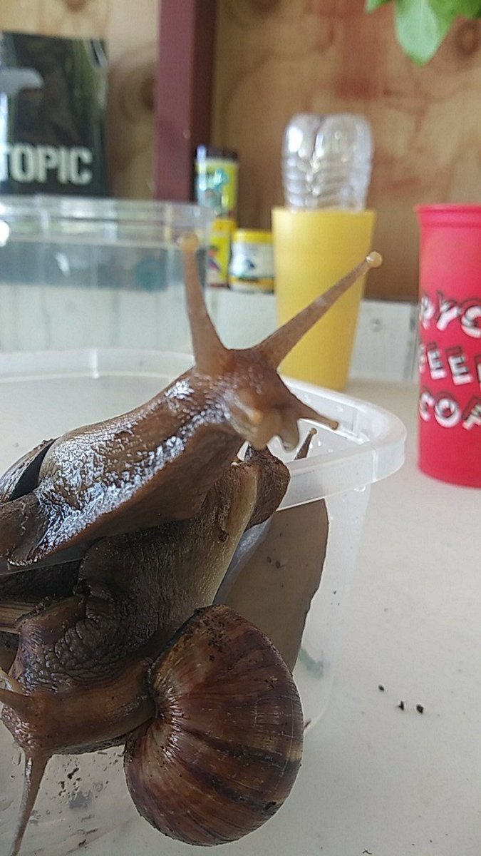 af_mylessapoo's tweet image. Shyler and Speech wanted to be the models while their (Spot and Turbo) brothers and (Lindsy and Sqeakers) sisters were all struggling to get up😊 earlier tonight they gained a new sis named Winter (dont have any pics yet)