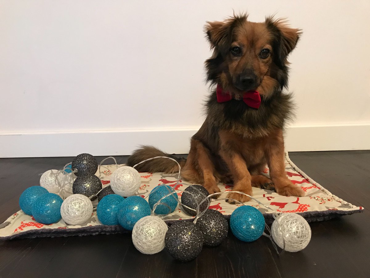 polidea's tweet photo. Together with our Polideans Agnieszka and @karolinarosol, we have gathered food, toys, collars, and baskets for an animal shelter—Znajdki. 

You can donate here: https://t.co/rMNmldaGzg

And here are Agnieszka's and Karolina's cuties, getting ready for Christmas 🐶🐱 https://t.co/oaseKn9elM
