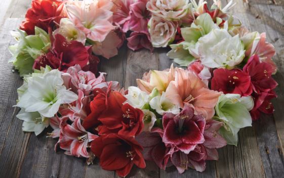 Geen leuke Kerstfilm op tv? Bekijk dan maar eens deze #Amaryllis timelapse-movie van 7 dagen. #Klok1 <a href="/FloraHolland/">Royal FloraHolland</a> <a href="/AmaryllisInfo/">AmaryllisInfo</a> 
drive.google.com/file/d/0B2jzQl…