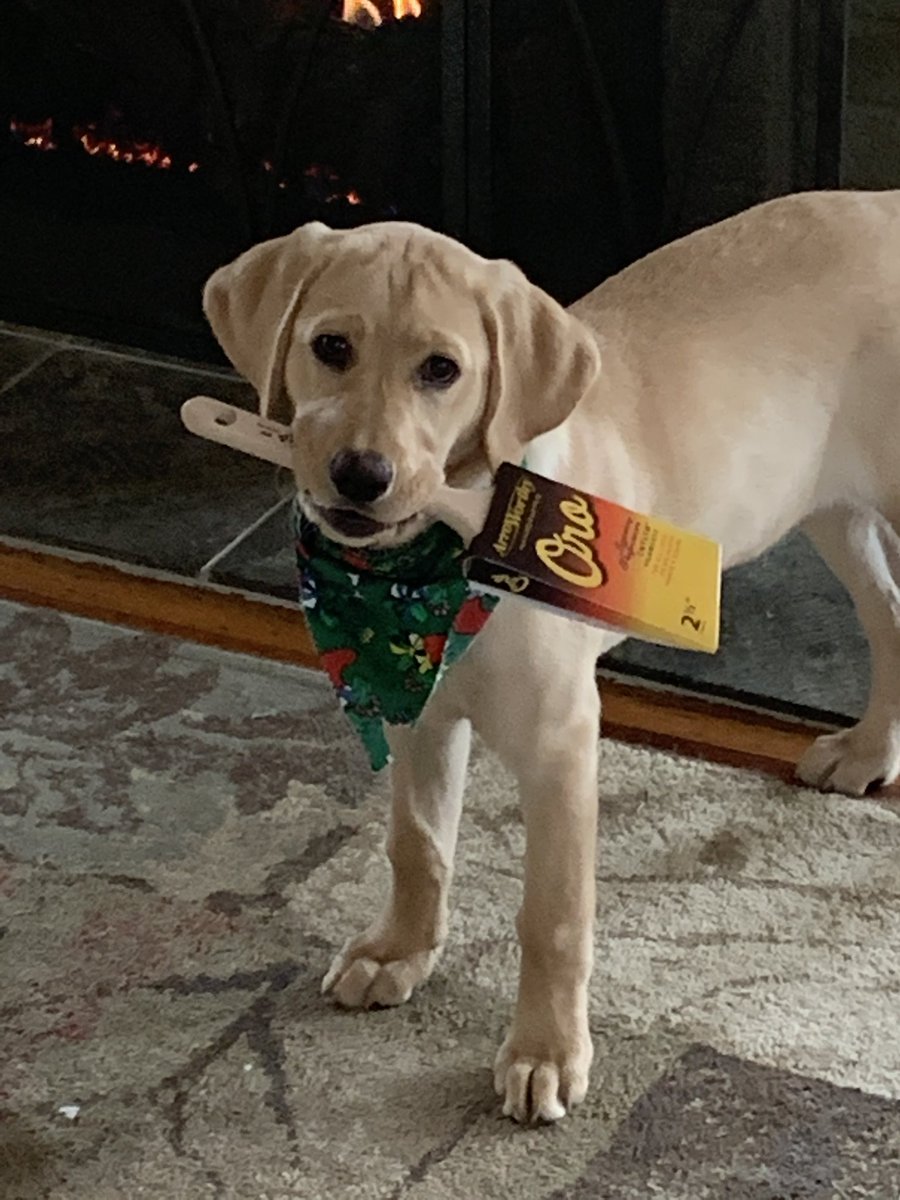 Even your dog knows what is the best brush on the market. Happy holidays from our family to yours #Arroworthy #Oro #ToolsForTheProPainter #Painter #Tools #Decor #Puppies