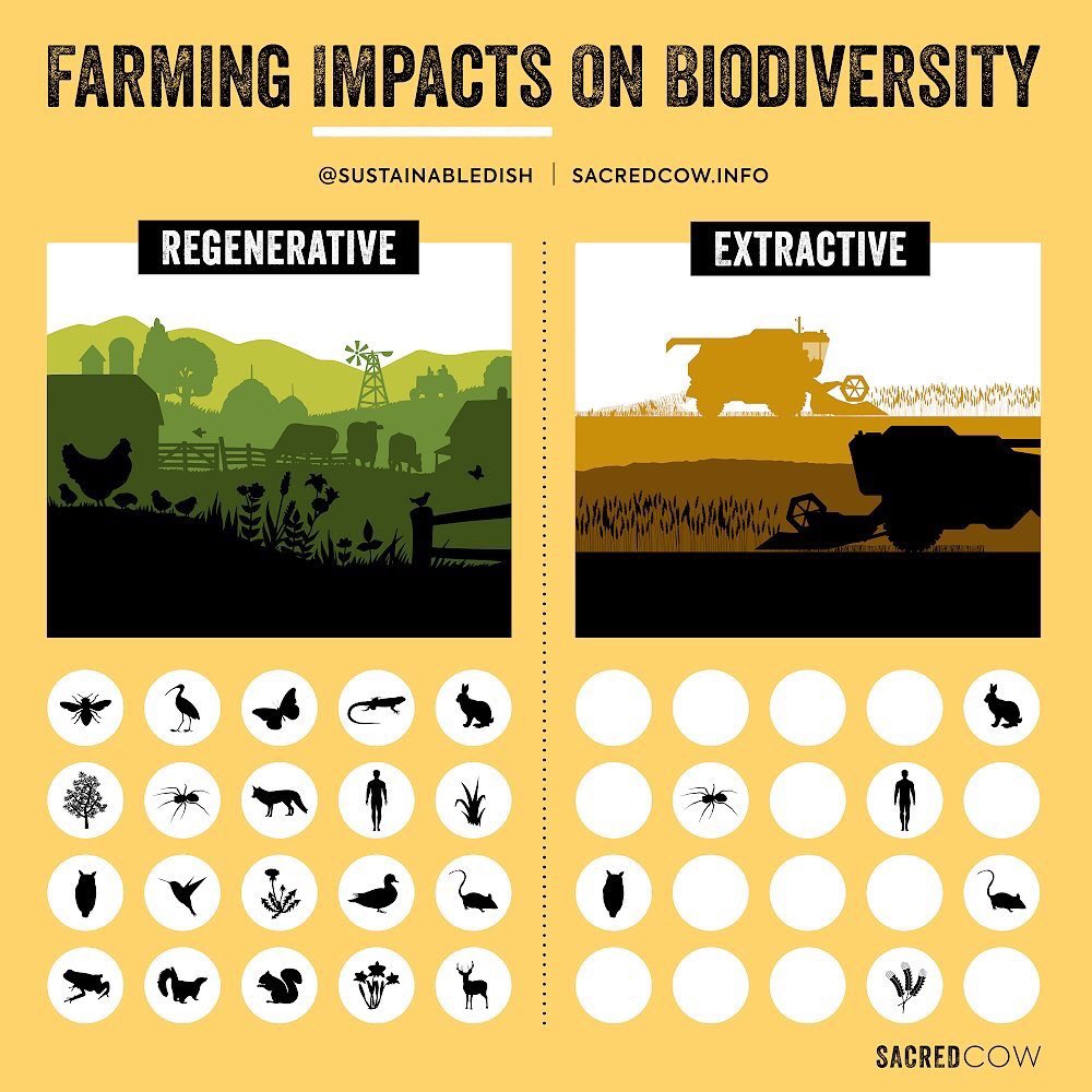 SustainableDish's tweet image. What pea protein companies aren't telling you in their high budget documentaries is that their vegan products actually lead to LESS life. The type of farming I advocate for in Sacred Cow results in MORE life, MORE jobs, and more nutrient dense food. indiegogo.com/projects/sacre…