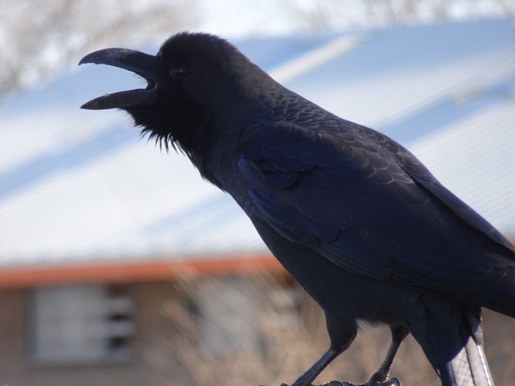 Ryosuke Fujisawa 真歌のカラスは肉付きが良い 馬用の餌を食べている ムキムキ ガチムチ鳥 T Co Uugppcnqyi Twitter