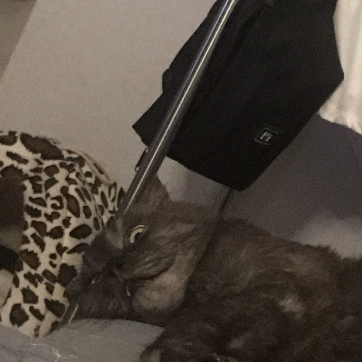 고영이 배에 발 파묻고 자면 잠 잘와요
집사들 당장 해보세요