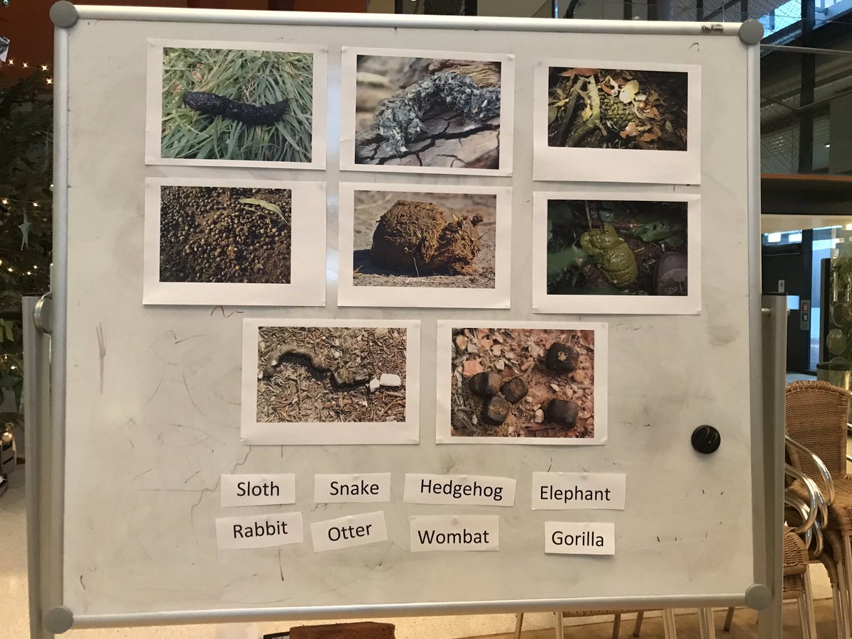 loz_white_'s tweet image. Testing the newly minted Dr Hagemann’s poop knowledge. How many do you know? #PoopScience