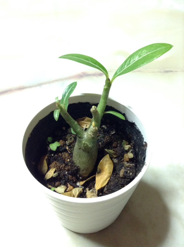 多肉植物ダイソー