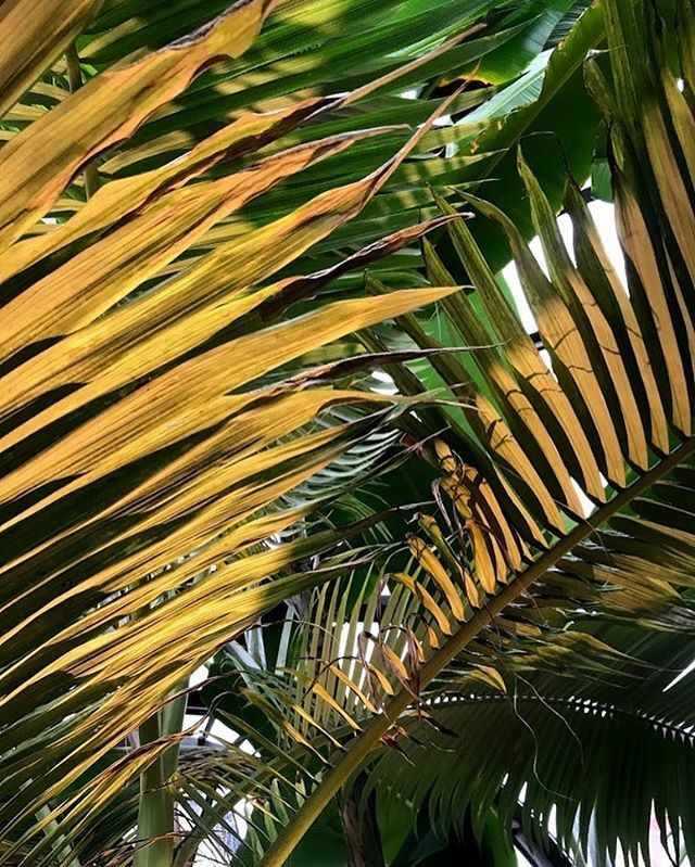 dpalighting's tweet image. Light and shadow at the Bombay Distillery Glasshouse, photograph captured by Rachael Nicholls, Senior Designer at dpa @little_lumen #dpa #dpalighting  #bombaydistillery @homeofbombay #inspiration ift.tt/2M4U8En
