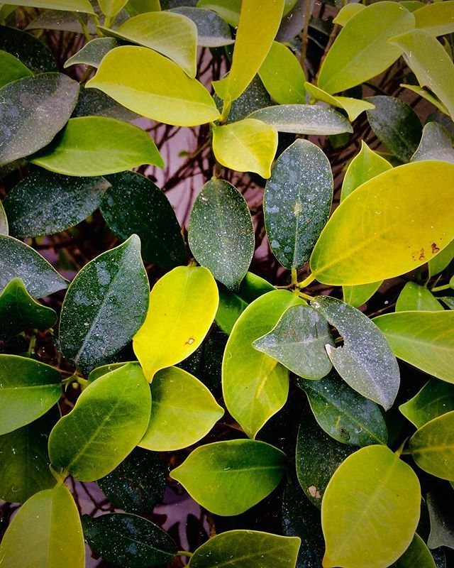 jassi1590's tweet photo. #vsco #vscocam #greenery🌿 #winter https://t.co/Nqc4ZXk9xj