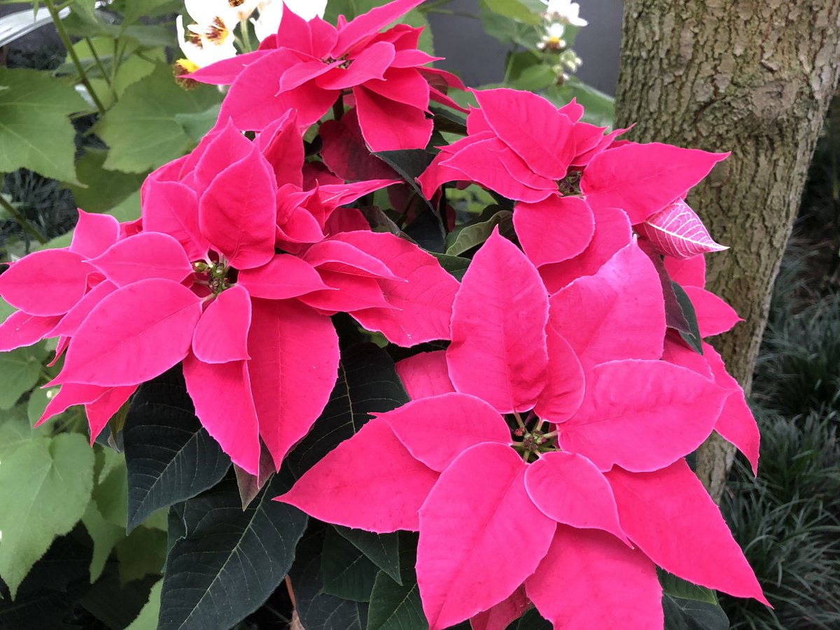 LymWild's tweet photo. @makinggardens Aren’t they amazing? Lots of different cultivars too. First one ( pink) has really furry bracts. I like the ‘curly’ one. It creates a totally different plant. #Brexitfree #Electionfree weekend 👏🏼👏🏼👏🏼 https://t.co/R2tybki4kk