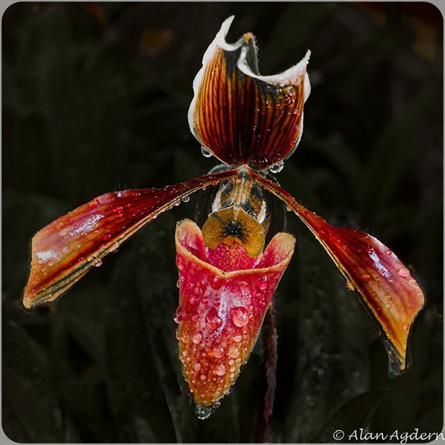 PhotoArtByAlan's tweet photo. Orchid at Planting Fields. #orchid #plantingfields #ny #nikonz6 #24-70-f4-z lens #lightroom #photoshop https://t.co/Q37ulV6Q9f https://t.co/1na6qKT3Ny