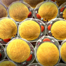 zoologicalscinz's tweet photo. Cachexia Is Driven By Killer T Cells in a Mouse Model of Infection
A new study reveals an unexpected role for the immune cells and a previously unknown mechanism for the wasting syndrome
To know more visit:https://t.co/DT2EbFCC88

#WorkoutWenesday #WellnessWednesday #Microbiology https://t.co/k1Q9EDPJn9