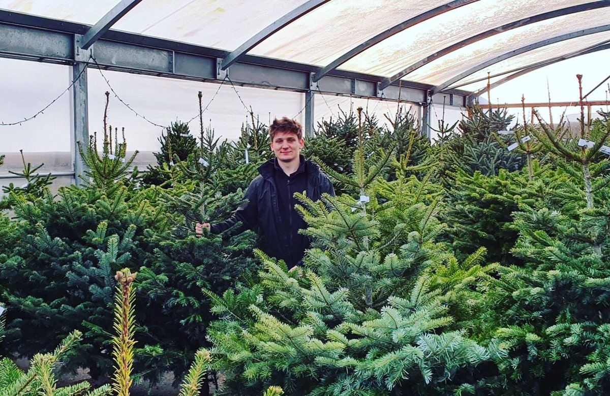 HALF PRICE ON CUT CHRISTMAS TREES NOW!🎄🎄 We still have some lovely trees in stock at Love Plants so if you haven't got yours yet why not call in and pick one up at a bargain price! 🎄 #Christmastree #christmas #trees #shrewsbury #loveplants #salopleisure