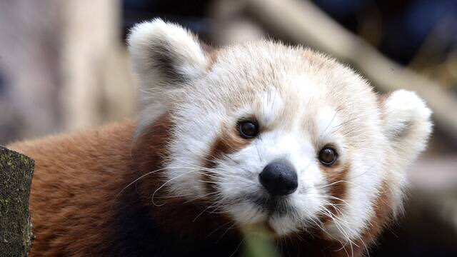 L’ONG Sea Sheperd projette de racheter le zoo de Pont-Scorff, dans le Morbihan #Lorient #Morbihan #Bretagne <a href="/OuestFrance/">Ouest-France</a> ouest-france.fr/bretagne/lorie…