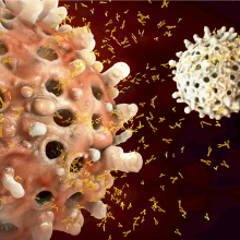 zoologicalscinz's tweet photo. CRISPRed B #Cells Produce #Antibodies Against Hard-to-Treat Viruses

In line with previous #research, a new study in #mice demonstrates that B #cells can be engineered to ward off #infections, this time against respiratory syncytial #virus (RSV).

Visit:https://t.co/DT2EbFCC88 https://t.co/WnReIQpD1U