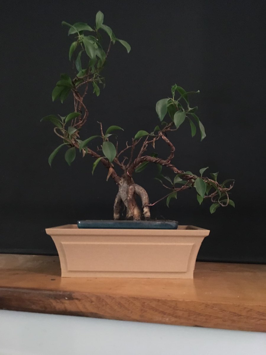 3DFilaPrint's tweet photo. A big thank you to the team 3D Printing Cornwall for these wonderful photos of the new PLA Extrafill Mukha filament from Fillamentum A new home for a gracefully growing bonzai :) #3dprinting #practical3dprints #bonzai https://t.co/lHLnOfYPkL