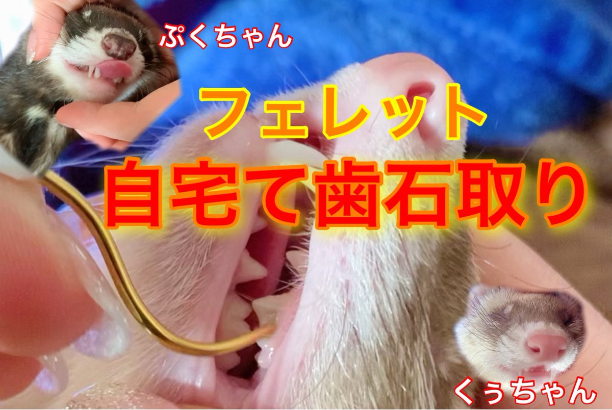 友子ちゃんとお兄ちゃん ねこ フェレット En Twitter 自宅でデンタルケア フェレットのぷくくぅ兄弟 歯石取り動画をupしました Youtube T Co Q3op8sffo0 フェレット Ferret