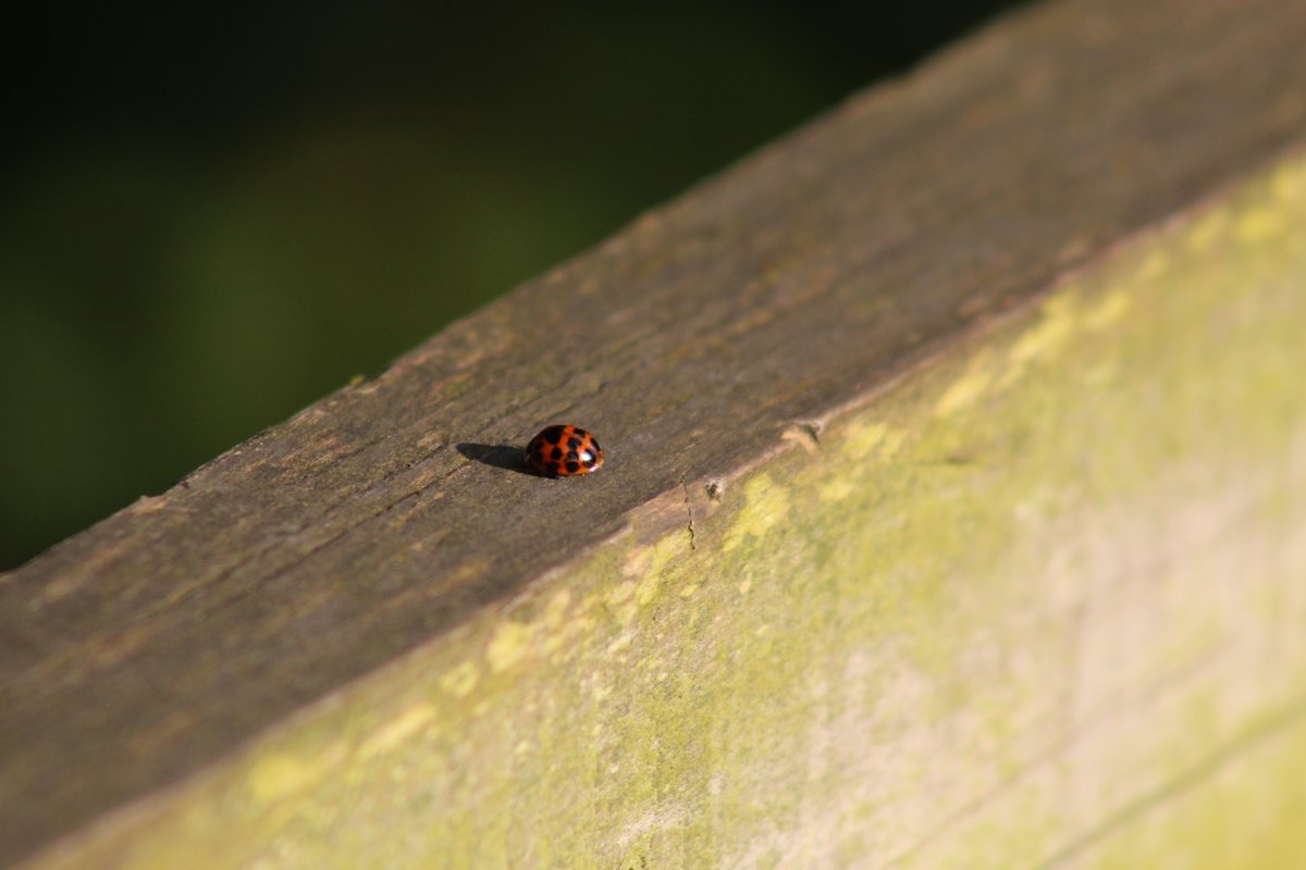 InsectCode tweet media