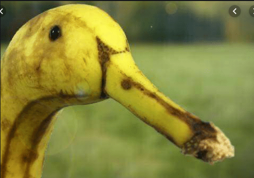 ClassyPaints's tweet photo. @CiTNite @KSIOlajidebt #SAVEDUCK https://t.co/ii7bnjuH5N