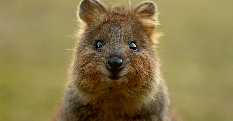 Australia on Twitter: Australia on Twitter: