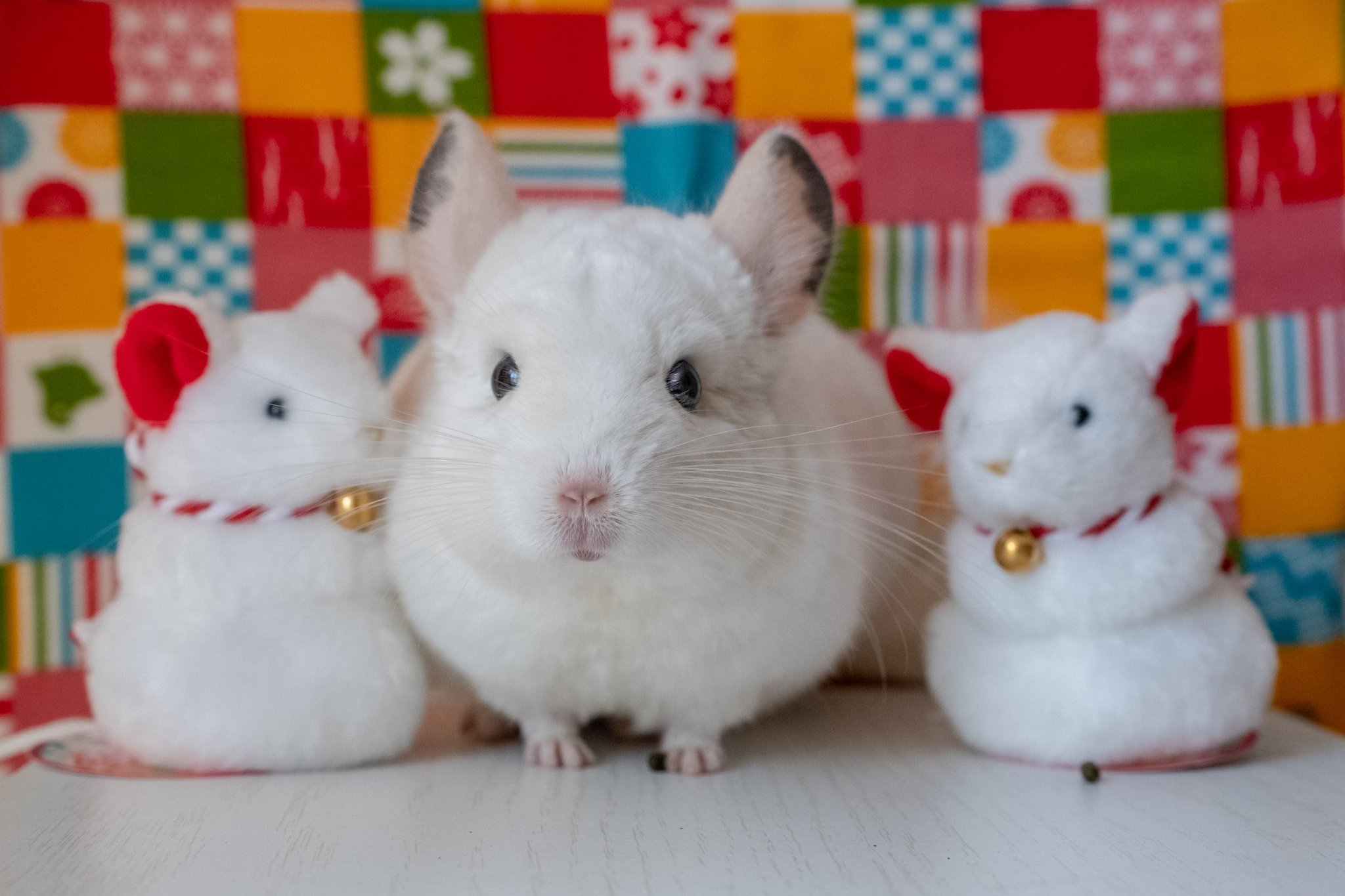 ふみ 白ねずみ 3 チンチラ ちゅうもっち T Co S6uwzqqszh Twitter ふみ 白ねずみ 3 チンチラ ちゅうもっち T Co S6uwzqqszh Twitter