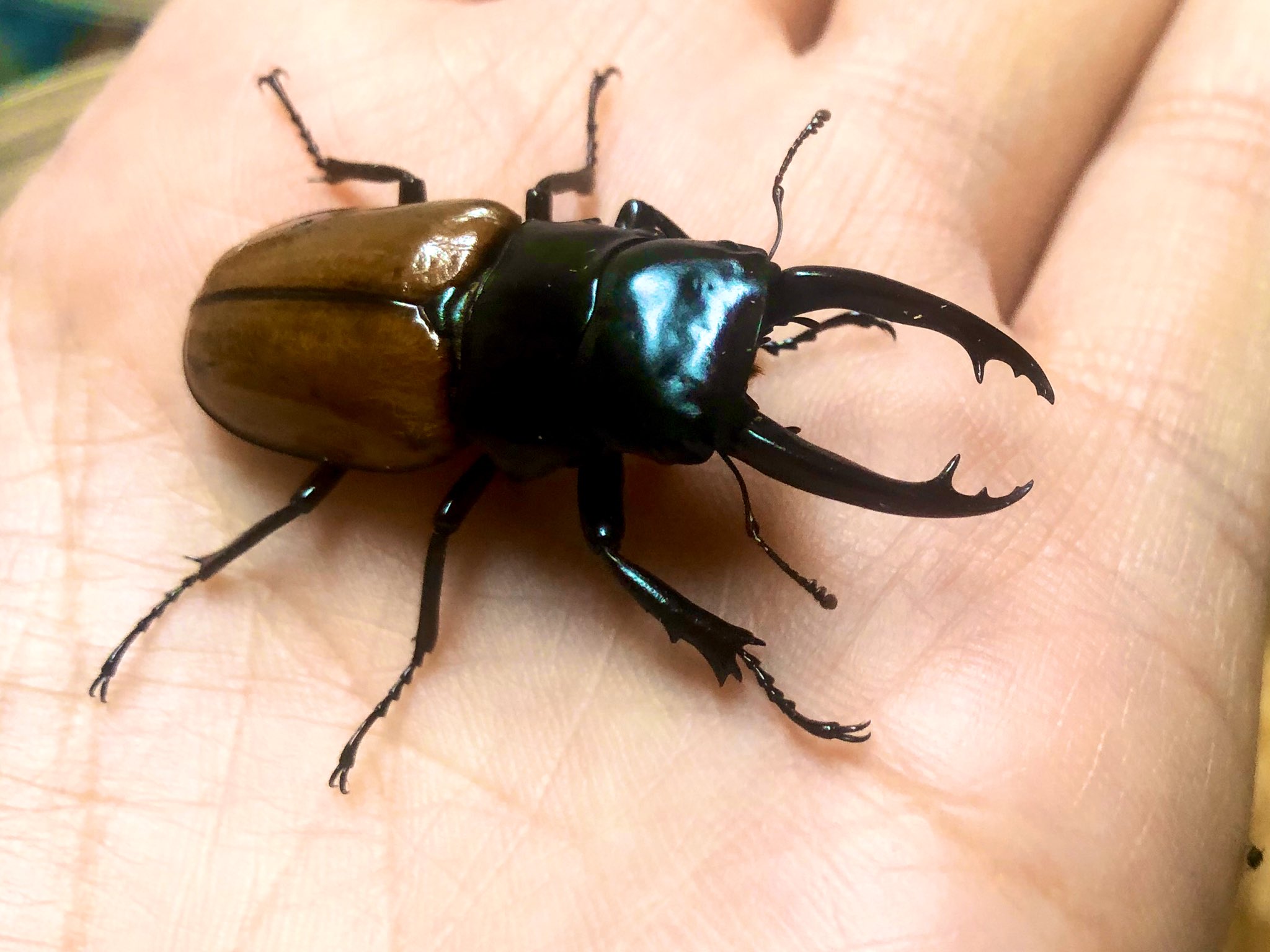 クベラツヤクワガタ ssp.sinensis ♂86.1mmペア ベトナム 標本