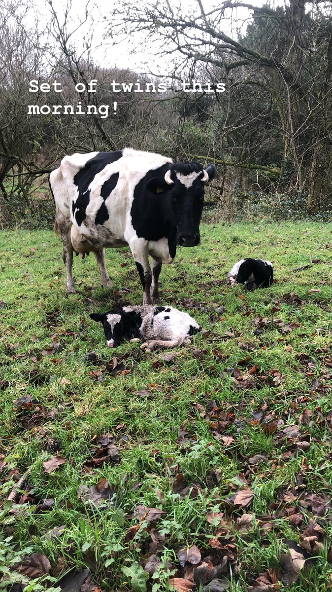milksup1's tweet photo. Nice little find this morning! #dairyuk #BackBritishFarming #womeninfarming #calvingtime https://t.co/nHTddK4MBW