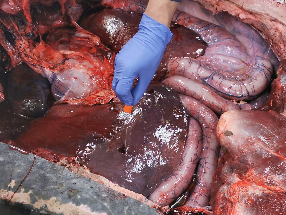 ZSLScience's tweet photo. The team are also taking swabs and samples from the leatherback for microbiological analysis.
Pictured is the liver being swabbed.
#CSIofthesea #CSIP #leatherbackturtle #microbiology #ZSLScience https://t.co/lQGzTKkR0t