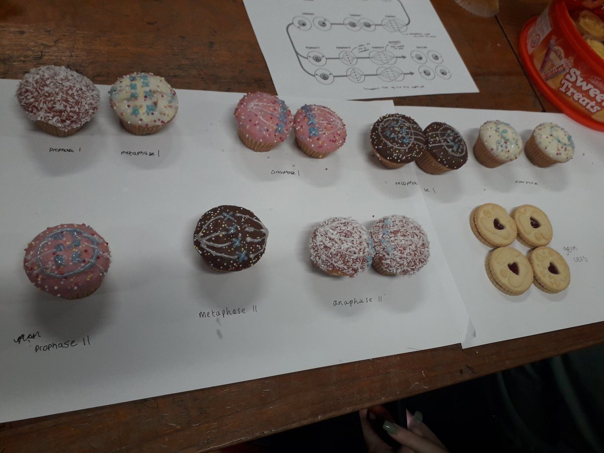 MrsWeaterton's tweet photo. Yr12 stages of mitosis and meiosis in iced form. Some groups had more success than others 😂 @BiologyCHS @ScienceCHS @MissWilsonCHS #christmascrafts #celldivison https://t.co/bLpu0Eq7I3